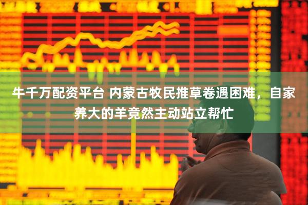 牛千万配资平台 内蒙古牧民推草卷遇困难，自家养大的羊竟然主动站立帮忙